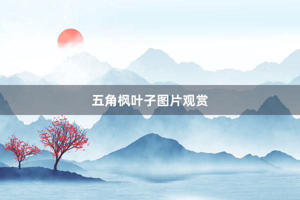 五角枫叶子图片观赏